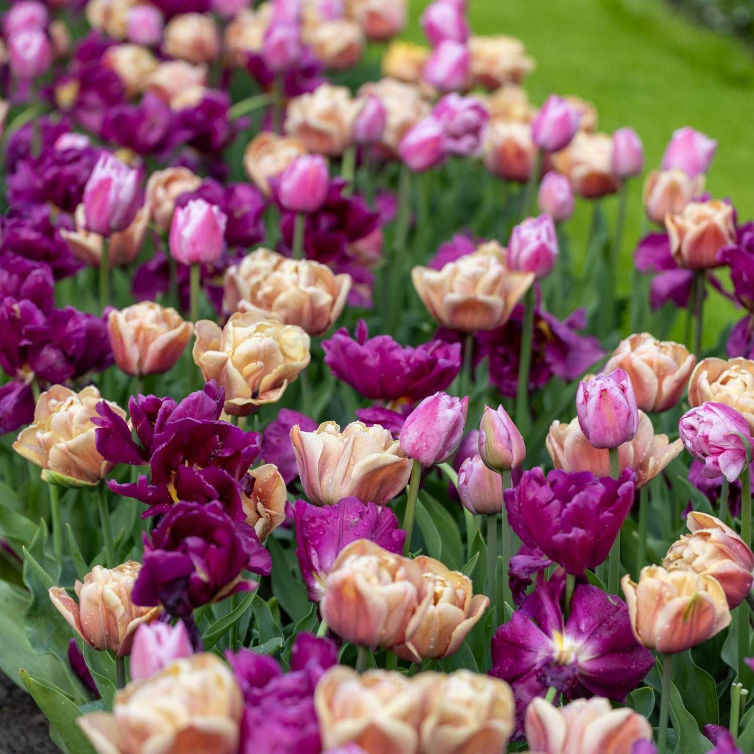 Mélange de tulipes 'Double Voque'